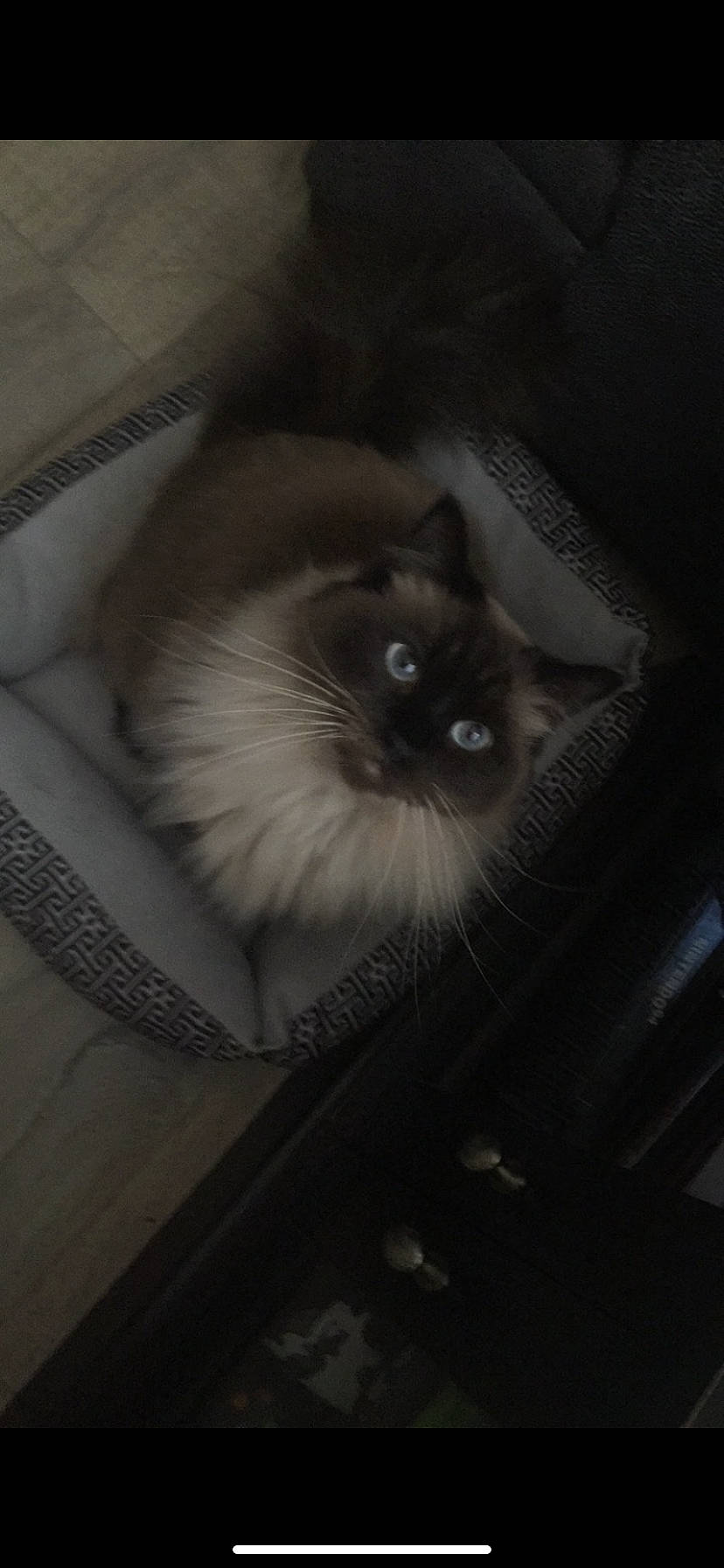 Akira joined the competition — help win amazing prizes! balinese, birman, brown, carnivore, cat, fawn, felidae, fur, siamese, small_to_medium_sized_cats, snout, thai, tonkinese, whiskers