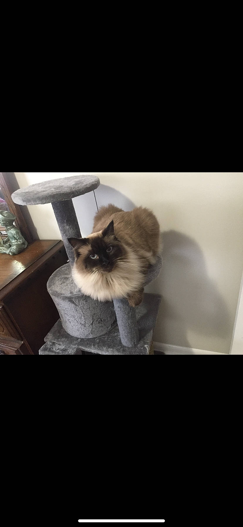 Akira is registered to the contest to win money with this photo: balinese, birman, carnivore, cat, fawn, felidae, siamese, small_to_medium_sized_cats, snout, thai, tonkinese, whiskers