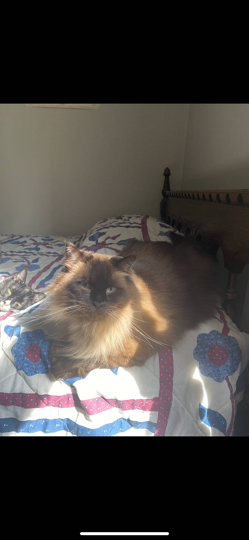 Akira is registered to the contest to win money with this photo: balinese, bed, birman, carnivore, cat, fawn, felidae, fur, linens, siamese, small_to_medium_sized_cats, snout, tonkinese, whiskers