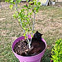 Végas a rejoint le concours — aidez-le/la à gagner de superbes lots ! animal, bench, black_cat, cat, chair, flowerpot, furniture, garden, grass, leaf, nature, outdoor, pet, pink_pot, plant, relaxing, shrub, soil, sunlight, tree