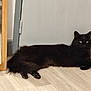 animal, black_cat, cat, curious, domestic_cat, door, eyes, feline, floor, fluffy, home, indoor, lying_down, mirror, pet, quiet, relaxed, still, whiskers, wooden_floor