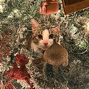 Zoeyy joined the competition — help win amazing prizes! cat, christmas_tree, ornaments, holiday, festive, decorations, tabby, curious, wide_eyes, lights, snowy_branches, indoor, close_up, celebration, glitter, animal, pet, greenery, winter, seasonal
