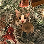 cat, christmas_tree, ornaments, holiday, festive, decorations, tabby, curious, wide_eyes, lights, snowy_branches, indoor, close_up, celebration, glitter, animal, pet, greenery, winter, seasonal