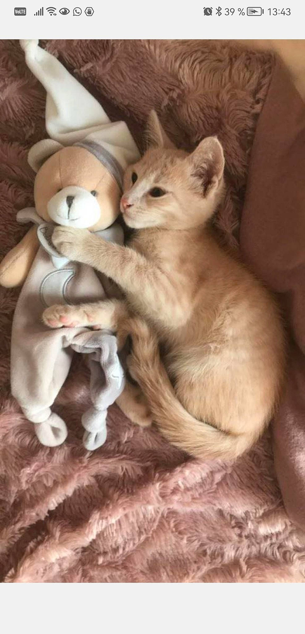 Paulo participe au concours pour gagner de l'argent avec cette photo : carnivore, cat, claw, comfort, domestic_short_haired_cat, fawn, felidae, fur, paw, small_to_medium_sized_cats, snout, tail, terrestrial_animal, toy, whiskers, wood