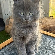 Milo is registered to the contest to win money with this photo: kitten, cat, grey_fur, fluffy, pet, animal, cute, small, indoors, curious, feline, portrait, sitting, soft_light, whiskers, young, furry, closeup, domestic_cat, adorable