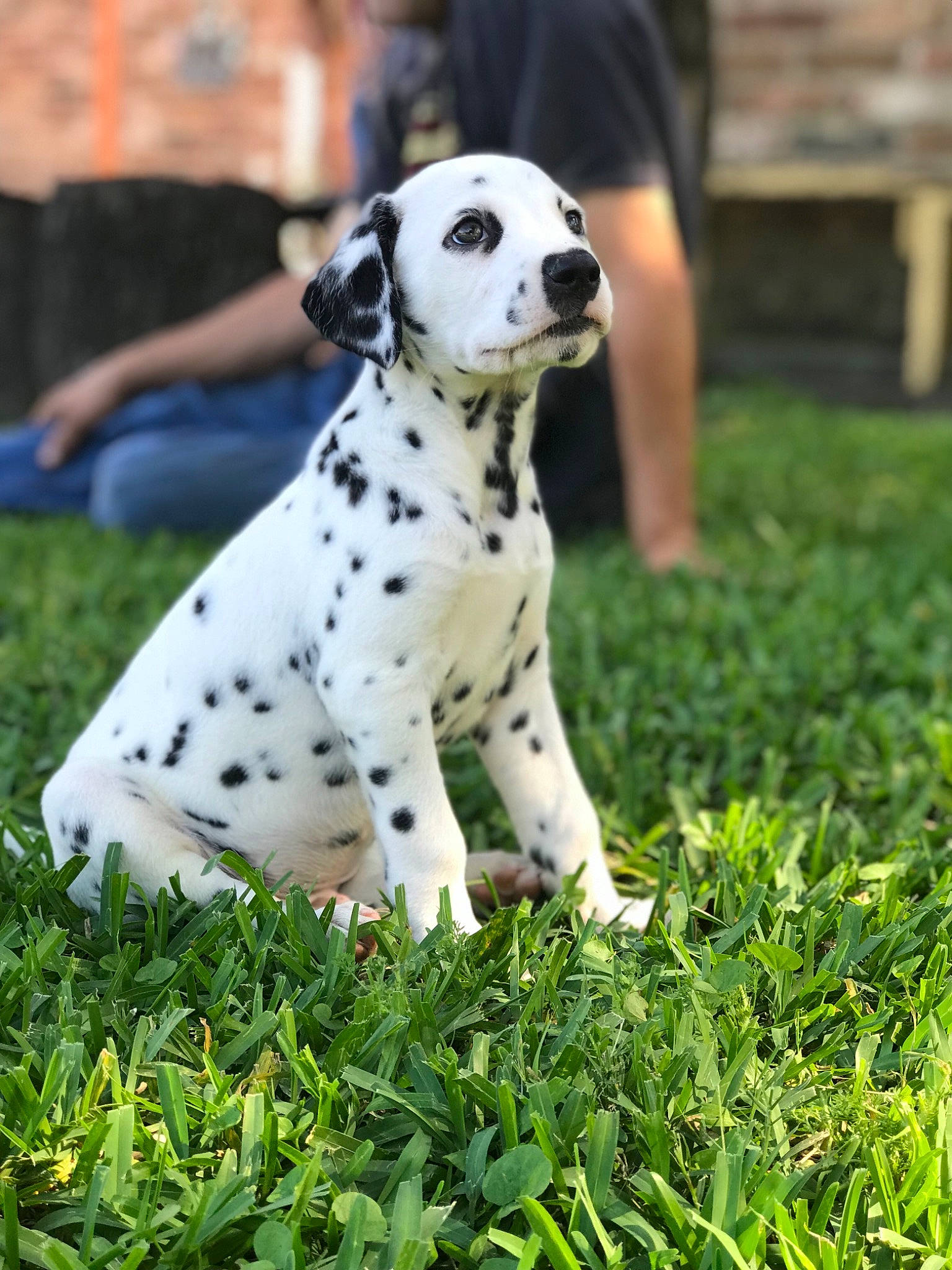Pongo is registered to the contest to win money with this photo: canidae, carnivore, companion_dog, dalmatian, dog, dog_breed, grass, mammal, non_sporting_group, puppy, snout, sporting_group, vertebrate