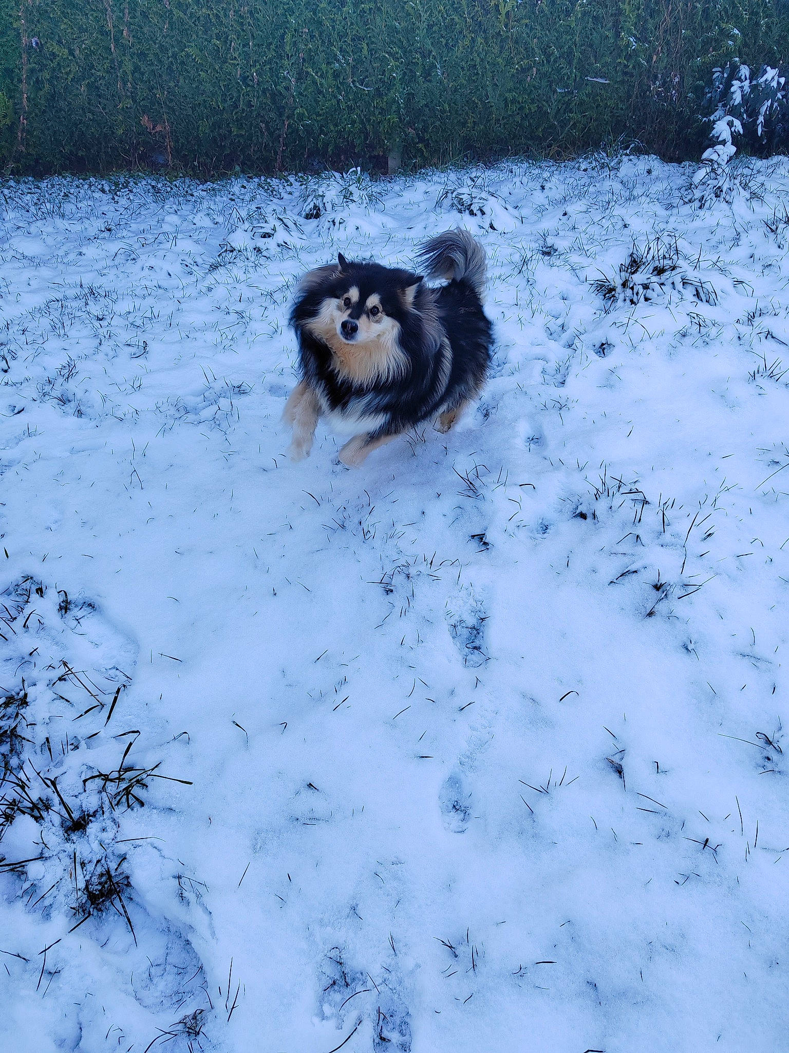 Sonic a rejoint le concours — aidez-le/la à gagner de superbes lots ! automotive_tire, canidae, carnivore, companion_dog, dog, dog_breed, freezing, frost, fur, grass, plant, snout, snow, sporting_group, tail, terrestrial_animal, toy_dog, twig, wildlife, winter