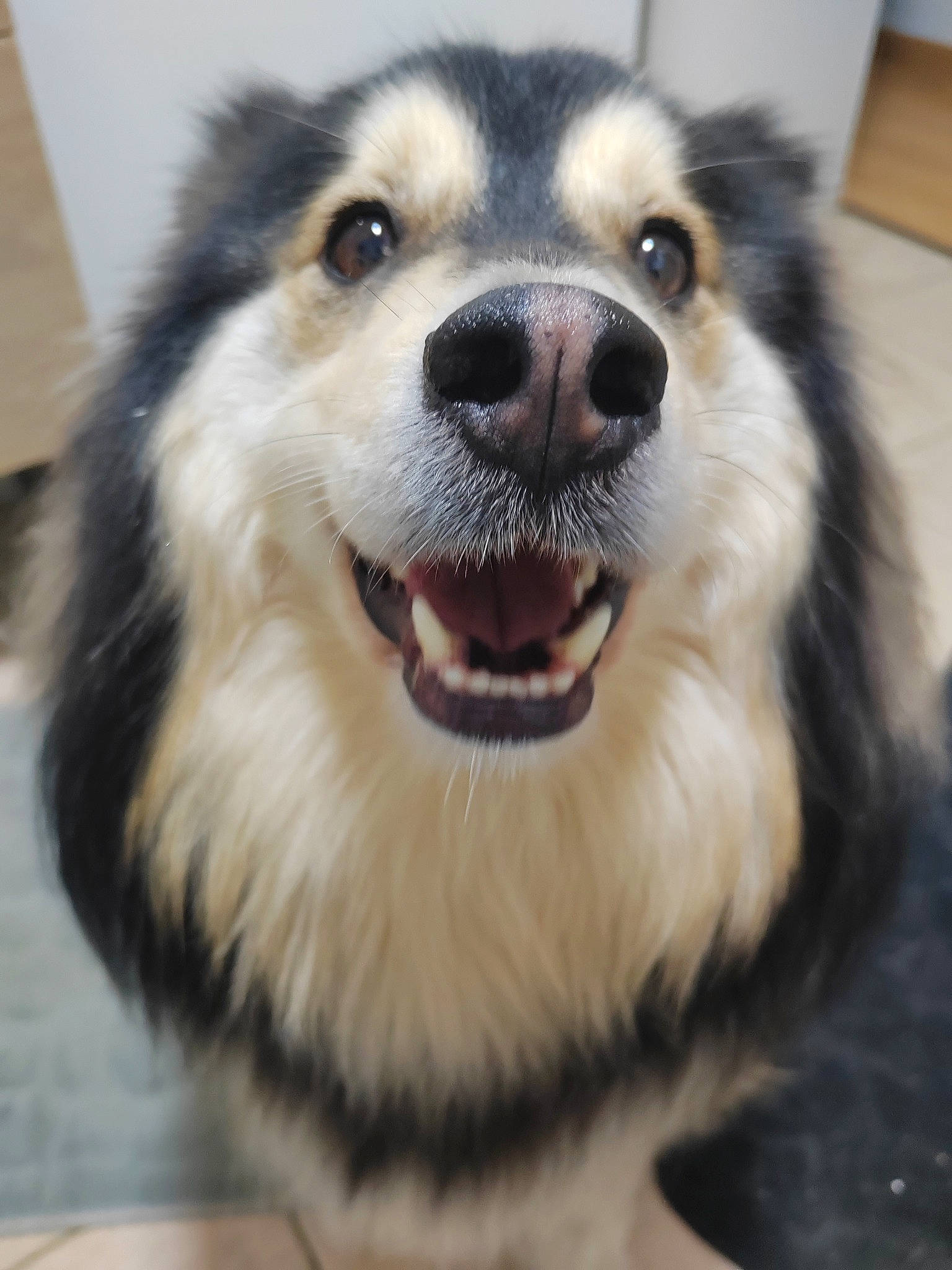 Sonic participe au concours pour gagner de l'argent avec cette photo : ancient_dog_breeds, canidae, canis, carnivore, companion_dog, dog, dog_breed, fur, german_spitz, iris, sled_dog, smile, snout, sporting_group, terrestrial_animal, volpino_italiano, whiskers, wildlife, working_animal, working_dog