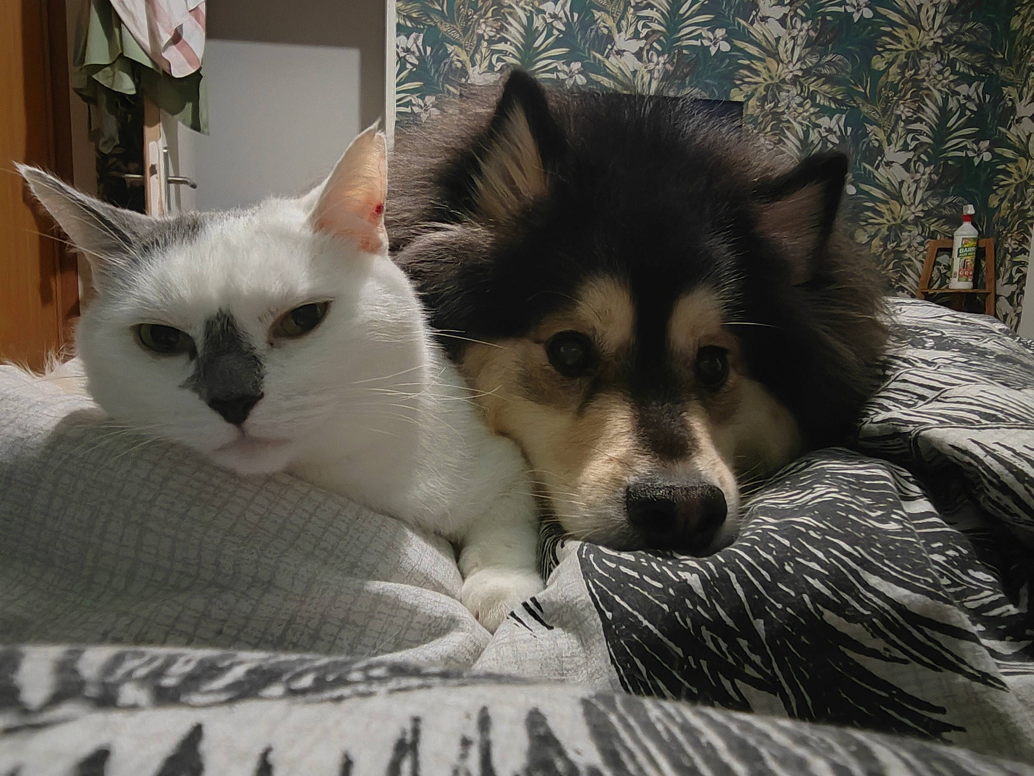 Sonic a rejoint le concours — aidez-le/la à gagner de superbes lots ! canis, carnivore, cat, comfort, companion_dog, dog, dog_breed, domestic_short_haired_cat, fawn, felidae, fur, paw, small_to_medium_sized_cats, snout, tail, terrestrial_animal, whiskers, working_dog