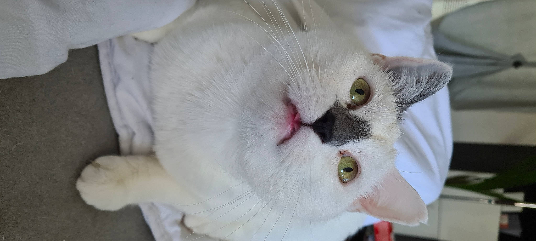 Picasso participe au concours pour gagner de l'argent avec cette photo : carnivore, cat, domestic_short_haired_cat, felidae, fur, plant, small_to_medium_sized_cats, snout, whiskers
