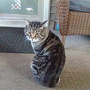 Wookie joined the competition — help win amazing prizes! animal, carpet, cat, domestic, door, ears, expression, floor, furniture, glass_door, home, indoor, looking, mammal, pet, sitting, tabby_cat, whiskers, wicker_chair, window