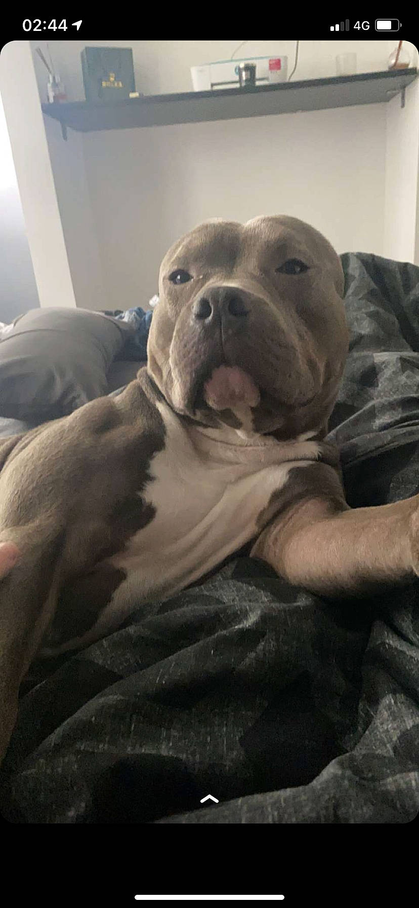 Falcko a rejoint le concours — aidez-le/la à gagner de superbes lots ! canidae, carnivore, comfort, companion_dog, dog, dog_breed, fawn, flesh, fur, guard_dog, non_sporting_group, selfie, snout, sporting_group, terrestrial_animal, whiskers, working_animal, wrinkle