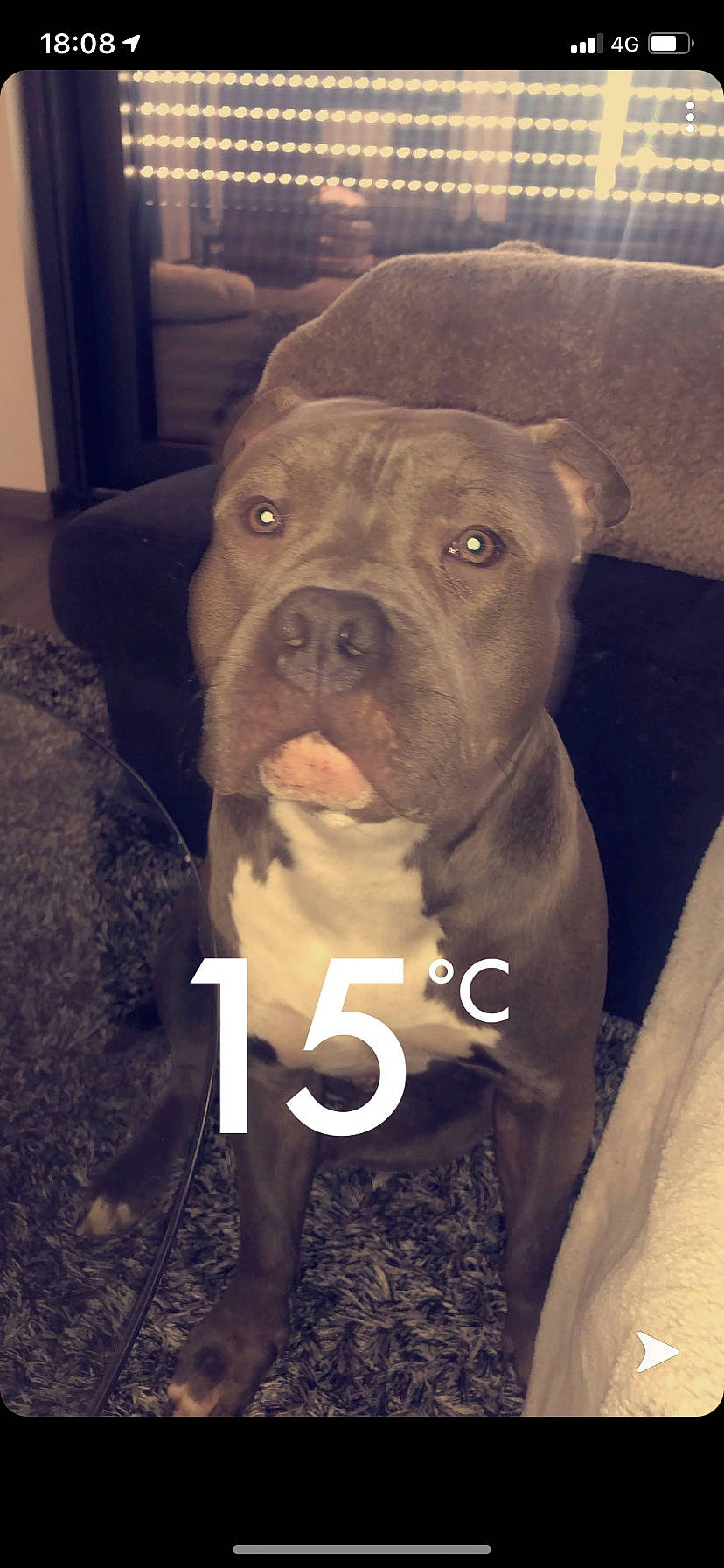 Falcko a rejoint le concours — aidez-le/la à gagner de superbes lots ! ancient_dog_breeds, canidae, carnivore, companion_dog, dog, dog_breed, dog_collar, ear, fawn, fur, jaw, liver, molosser, puppy, selfie, snout, sporting_group, whiskers, working_animal, wrinkle