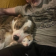 Johan Ouadfel participe au concours pour gagner de l'argent avec cette photo : animal, beard, brown, cat, closeup, companion, couch, cozy, cute, dog, friendship, indoors, person, pet, relaxation, resting, snuggling, spotted, tshirt, white