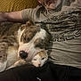 animal, beard, brown, cat, closeup, companion, couch, cozy, cute, dog, friendship, indoors, person, pet, relaxation, resting, snuggling, spotted, tshirt, white
