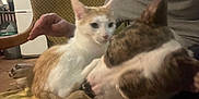 Johan Ouadfel a rejoint le concours — aidez-le/la à gagner de superbes lots ! animal, blurred, brown_dog, casual, cat, chair, couch, cozy, dog, domestic, floor, friendship, furniture, hand, indoor, orange_cat, person, pet, relaxing, white_cat