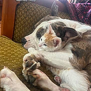 Logo Et Viti participe au concours pour gagner de l'argent avec cette photo : animal, brown, companion, couch, cozy, cuddling, cute, dog, friendship, fur, furniture, indoor, kitten, paw, pet, relaxation, resting, sleeping, white, window