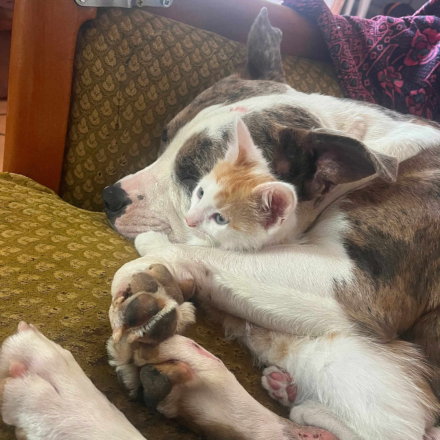 Logo Et Viti participe au concours pour gagner de l'argent avec cette photo : animal, brown, companion, couch, cozy, cuddling, cute, dog, friendship, fur, furniture, indoor, kitten, paw, pet, relaxation, resting, sleeping, white, window