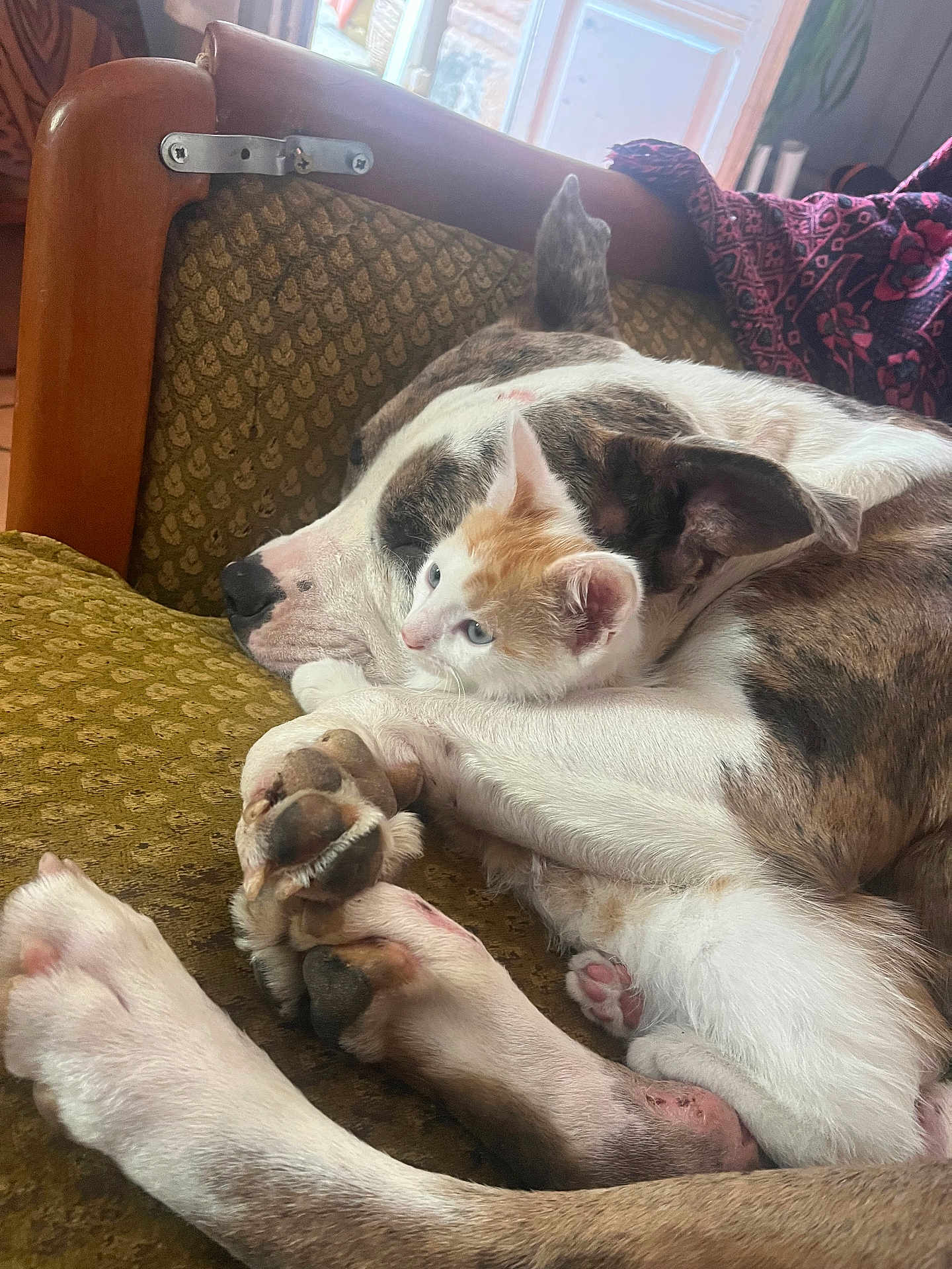 Logo Et Viti participe au concours pour gagner de l'argent avec cette photo : animal, brown, companion, couch, cozy, cuddling, cute, dog, friendship, fur, furniture, indoor, kitten, paw, pet, relaxation, resting, sleeping, white, window