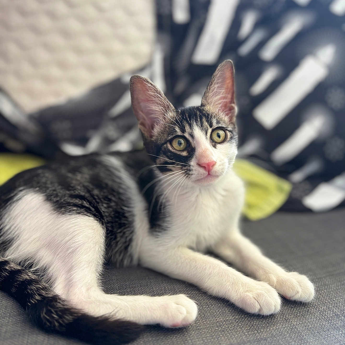 Bella