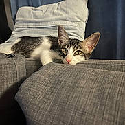 Bella a rejoint le concours — aidez-le/la à gagner de superbes lots ! cat, feline, pet, lounging, couch, sofa, gray, pillow, indoor, relaxed, resting, fur, ears, whiskers, closeup, portrait, domestic, animal, home, curtain