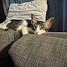 cat, feline, pet, lounging, couch, sofa, gray, pillow, indoor, relaxed, resting, fur, ears, whiskers, closeup, portrait, domestic, animal, home, curtain