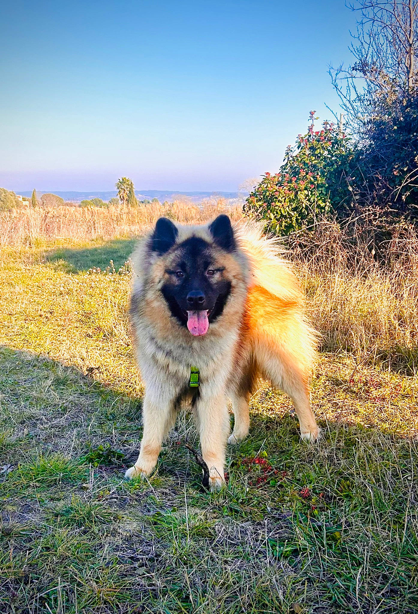 Touffu participe au concours pour gagner de l'argent avec cette photo : carnivore, companion_dog, dog, dog_breed, fawn, german_shepherd_dog, grass, grassland, herding_dog, landscape, natural_landscape, old_german_shepherd_dog, plant, sky, tree, working_animal, working_dog