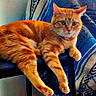 Honey is registered to the contest to win money with this photo: animal, blanket, cat, chair, cozy, feline, furniture, green_eyes, home, indoor, lounging, orange_tabby, paws, pet, photography, portrait, relaxed, sitting, striped_fur, whiskers