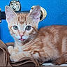 Honey joined the competition — help win amazing prizes! animal, blue_background, cat, close_up, cute, ears, feline, fur, handbag, indoor, kitten, lying_down, orange_tabby, pet, portrait, sitting, striped_fur, tongue, whiskers, wide_eyes