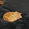 cat, orange_tabby, sleeping, curled_up, pet, feline, animal, fur, striped_fur, closed_eyes, ears, whiskers, paws, blanket, black_blanket, cozy, indoors, home, nap, relaxed