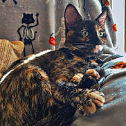 Autumn is registered to the contest to win money with this photo: animal, bed, blanket, calico, cat, close_up, cozy, ears, feline, green_eyes, halloween, indoor, lying_down, natural_light, pet, portrait, relaxed, skeleton_pattern, tortoiseshell_cat, whiskers