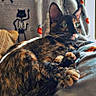 cat, tortoiseshell_cat, pet, animal, feline, green_eyes, whiskers, ears, lying_down, relaxed, indoor, bed, blanket, halloween, skeleton_pattern, cozy, portrait, close_up, natural_light, calico