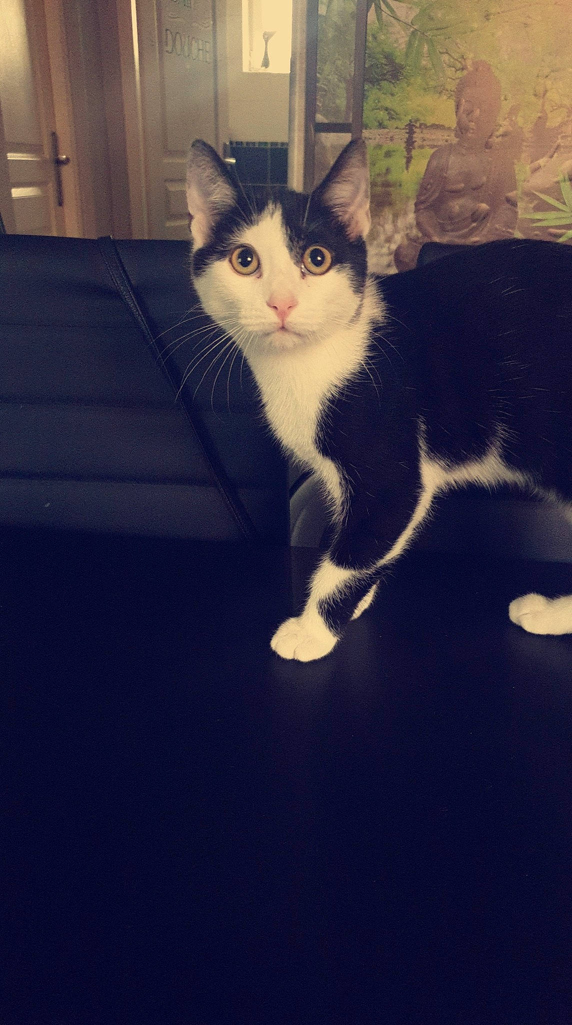 Guizmo participe au concours pour gagner de l'argent avec cette photo : box, carnivore, cat, darkness, domestic_short_haired_cat, eye, felidae, foot, fur, metal, paw, plant, sitting, small_to_medium_sized_cats, snout, tail, tints_and_shades, whiskers, window, wood