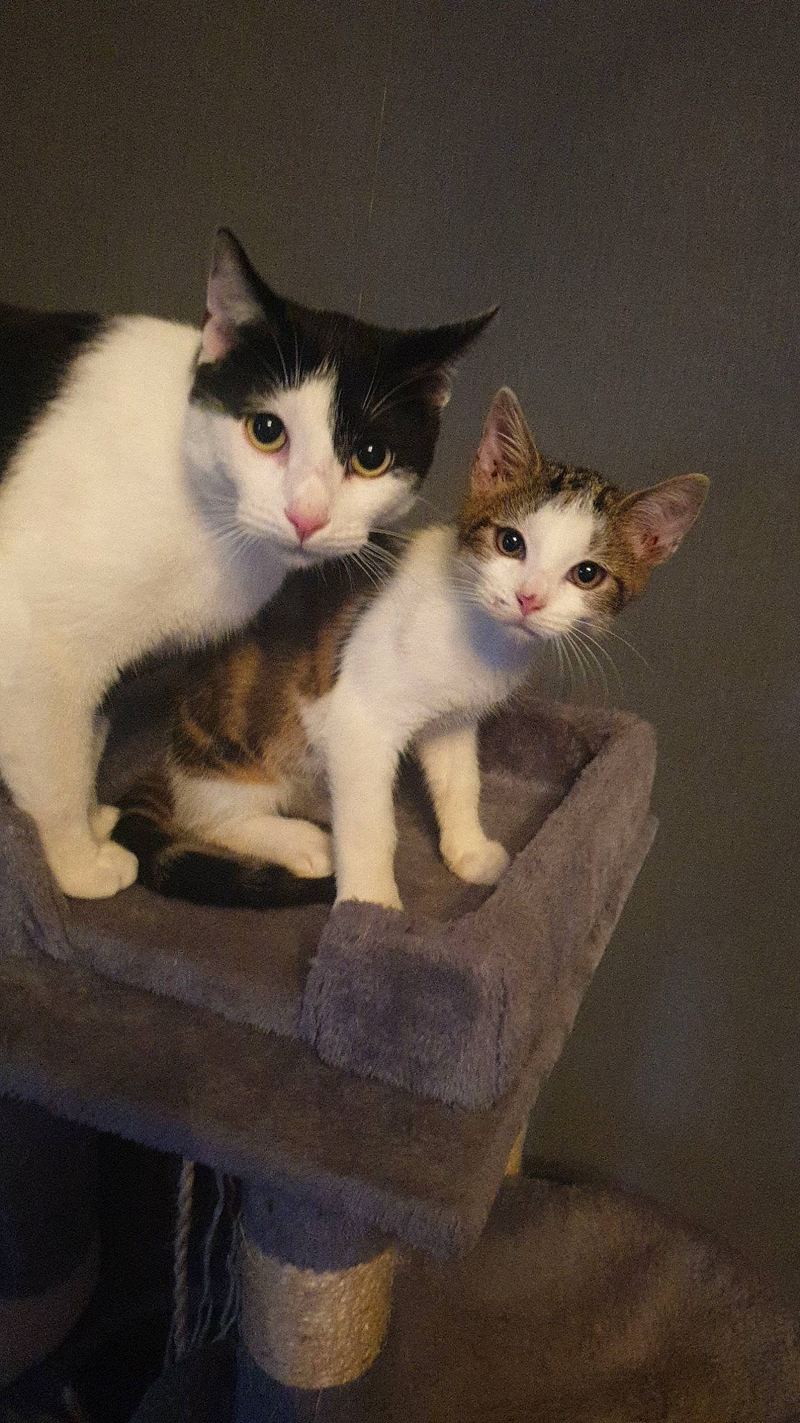 Guizmo participe au concours pour gagner de l'argent avec cette photo : box, carnivore, cat, comfort, domestic_short_haired_cat, felidae, fur, grey, iris, paw, pet_supply, photo_caption, sitting, small_to_medium_sized_cats, snout, stairs, tail, whiskers, wood