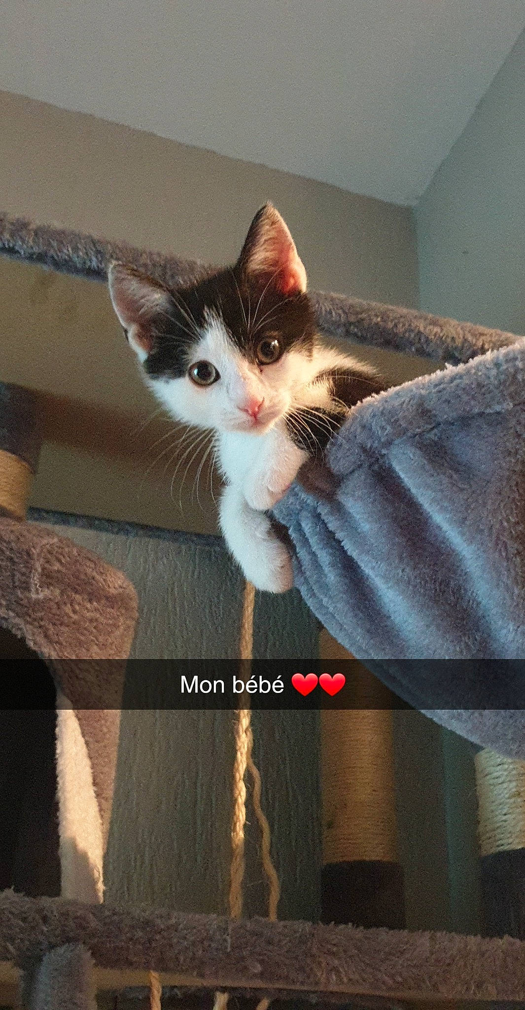 Guizmo participe au concours pour gagner de l'argent avec cette photo : box, carnivore, cat, denim, domestic_short_haired_cat, fawn, felidae, formal_wear, fur, gesture, iris, leg, paw, photo_caption, sitting, small_to_medium_sized_cats, snout, tail, whiskers, wood