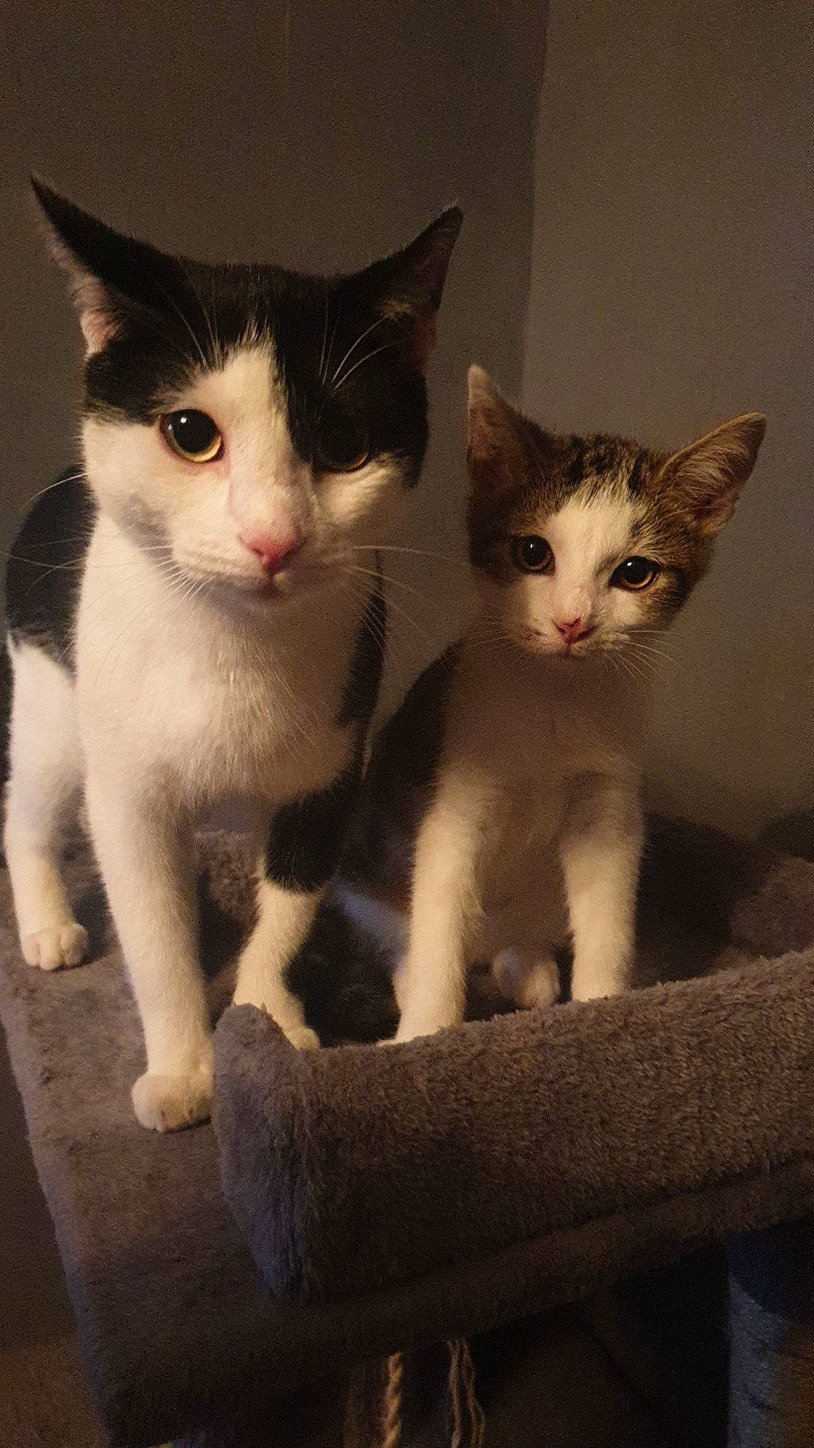 Guizmo a rejoint le concours — aidez-le/la à gagner de superbes lots ! carnivore, cat, domestic_short_haired_cat, felidae, fur, grey, iris, paw, sitting, small_to_medium_sized_cats, snout, tail, whiskers