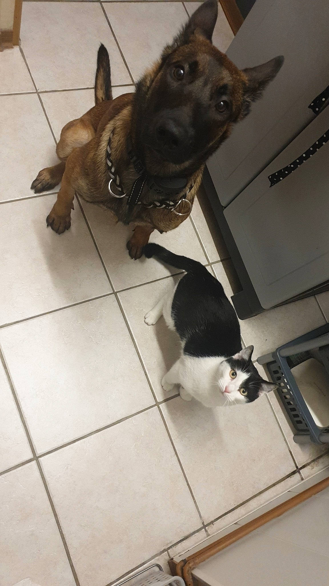 Leyka participe au concours pour gagner de l'argent avec cette photo : carnivore, collar, companion_dog, dog, dog_breed, fawn, felidae, floor, flooring, fur, liver, mammal, pet_supply, snout, sporting_group, tail, tile_flooring, vertebrate, whiskers, working_animal