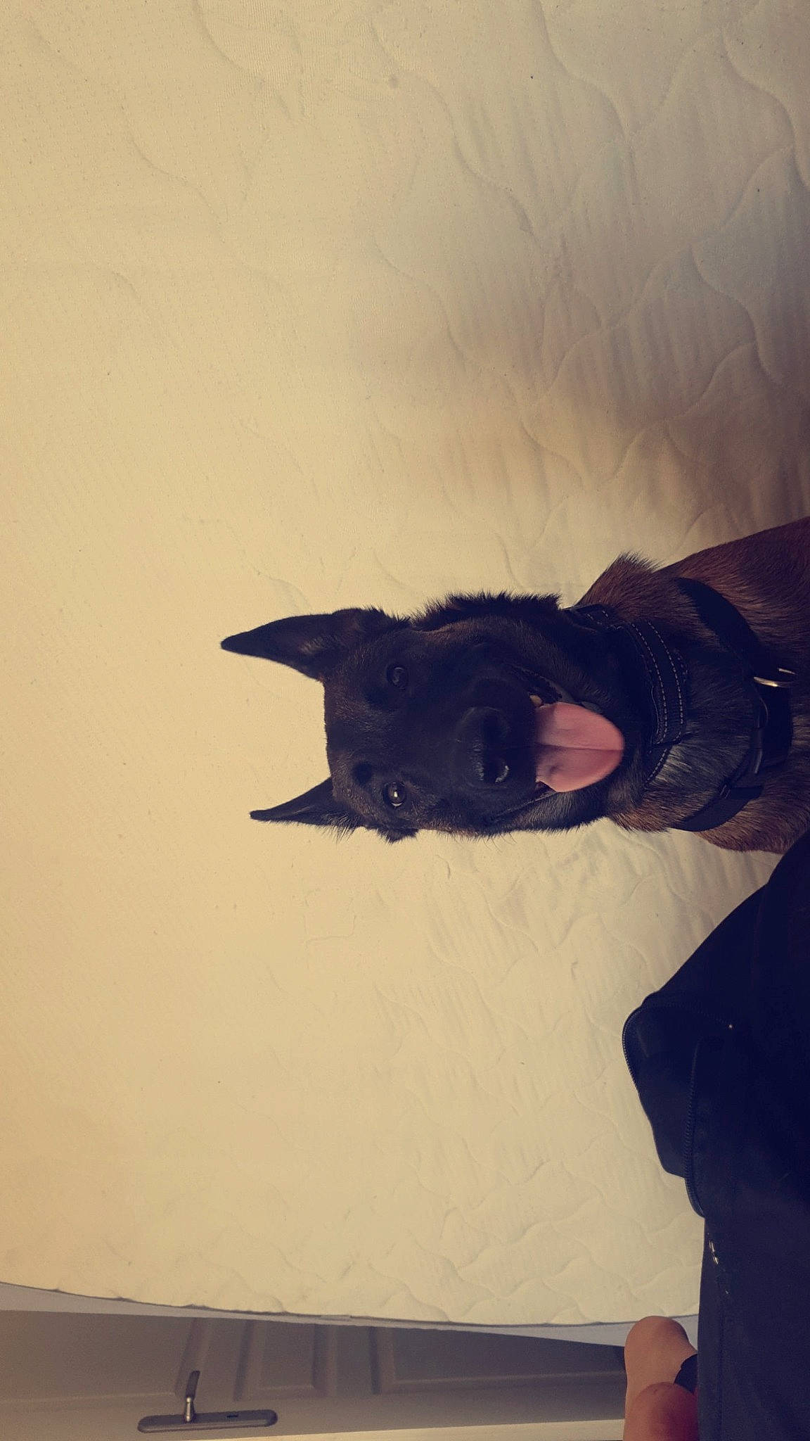 Leyka participe au concours pour gagner de l'argent avec cette photo : felidae, freezing, fur, gesture, jacket, landscape, personal_protective_equipment, shadow, sky, sleeve, sporting_group, tail, tints_and_shades, tree, whiskers, winter