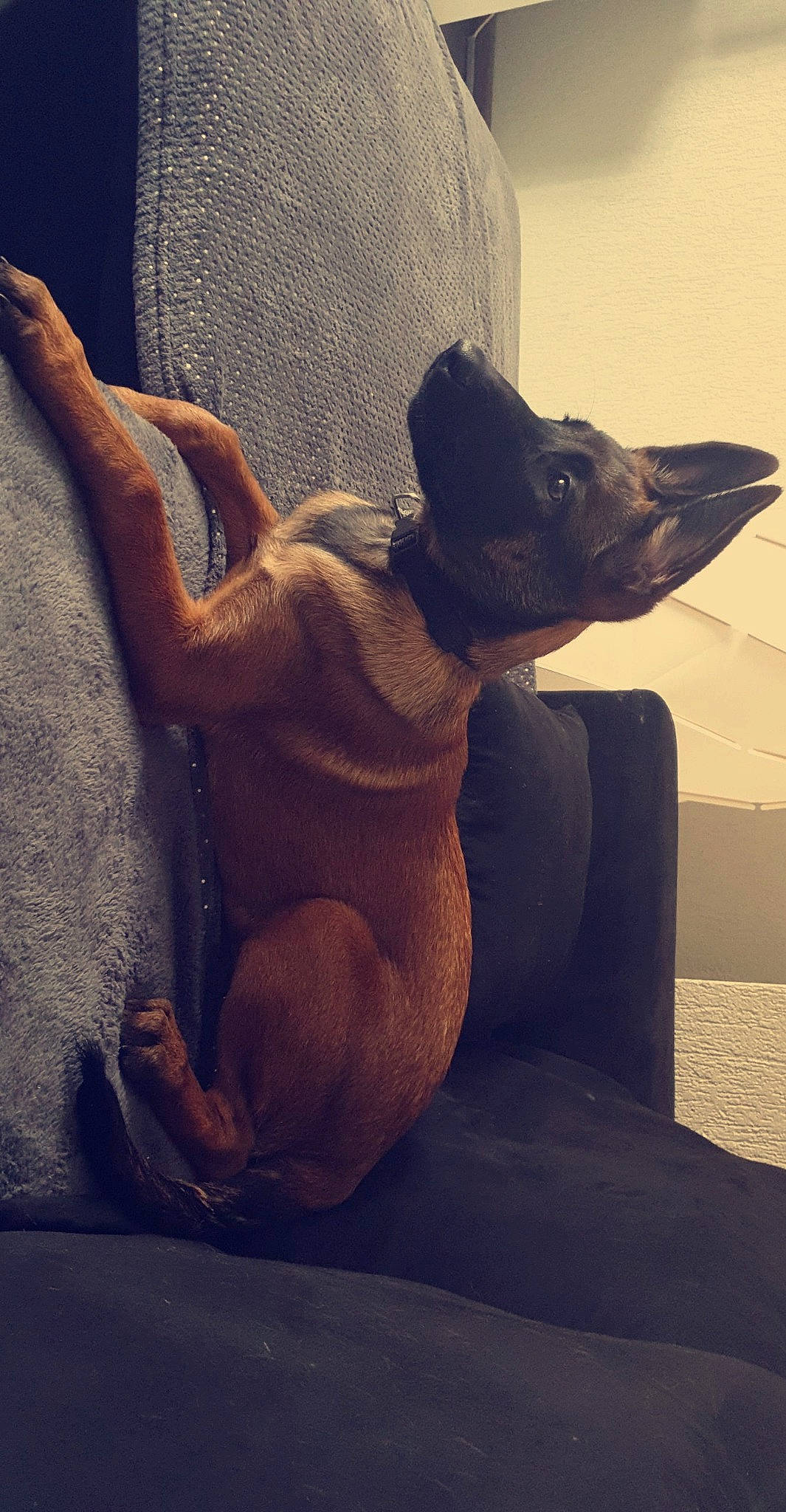 Leyka participe au concours pour gagner de l'argent avec cette photo : art, carnivore, comfort, companion_dog, dog, dog_breed, fawn, felidae, grey, mammal, sculpture, small_to_medium_sized_cats, snout, tail, tints_and_shades, toy, vertebrate, whiskers, wood, working_animal