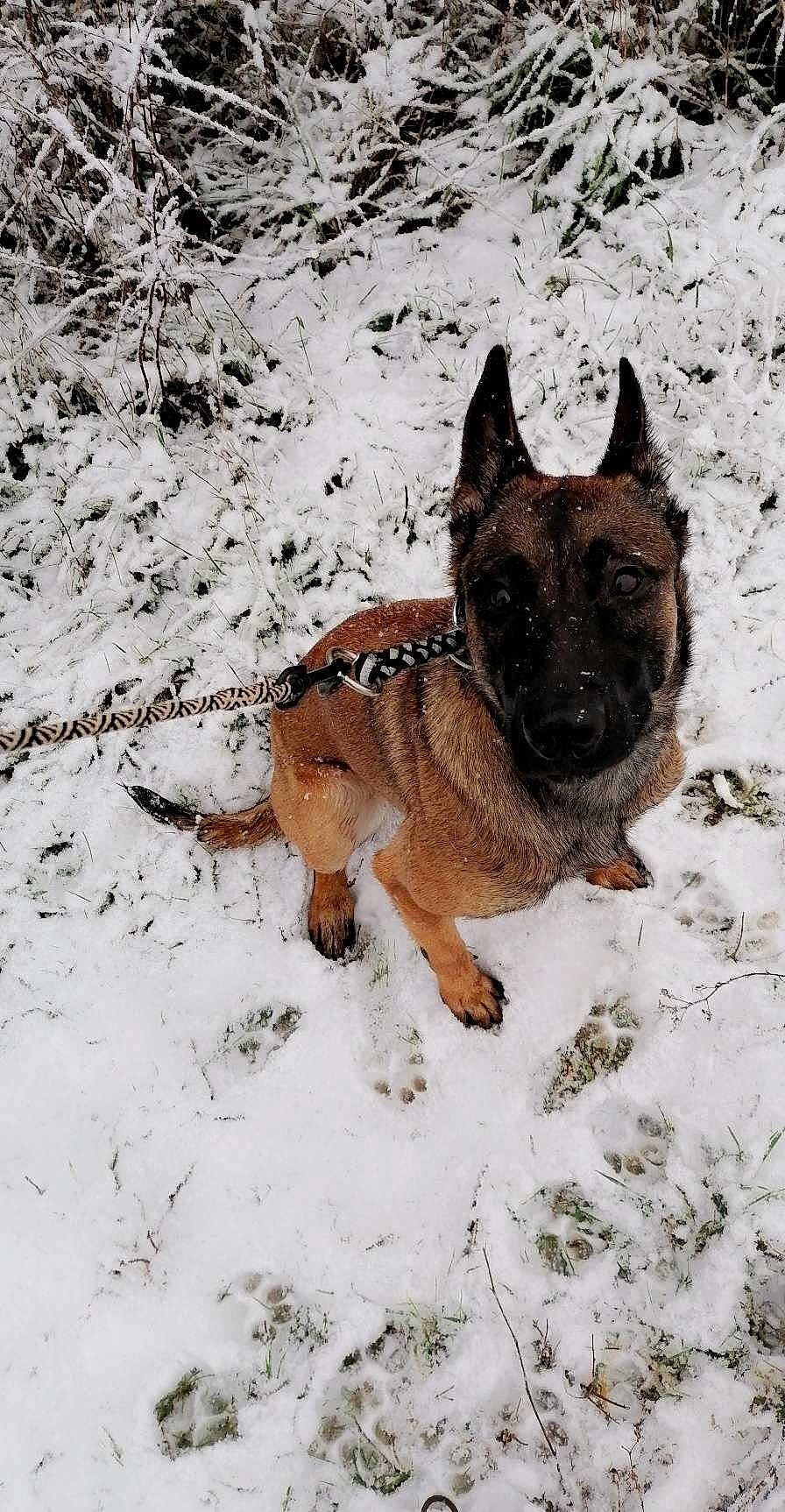 Leyka participe au concours pour gagner de l'argent avec cette photo : canidae, carnivore, companion_dog, dog, dog_breed, dog_supply, fawn, freezing, fur, liver, mammal, snout, snow, sporting_group, tail, terrestrial_animal, wildlife, winter, working_animal, working_dog