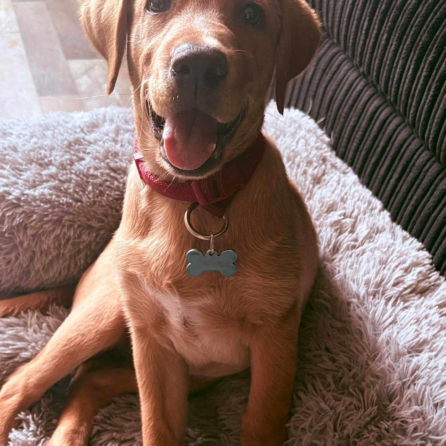 Rex joined the competition — help win amazing prizes! brown_fur, canine, close_up, collar, cozy, cute, dog, domestic_animal, fluffy_bed, friendly, fur, happy, indoor, pet, puppy, sitting, smiling, tag, tongue_out, young_dog