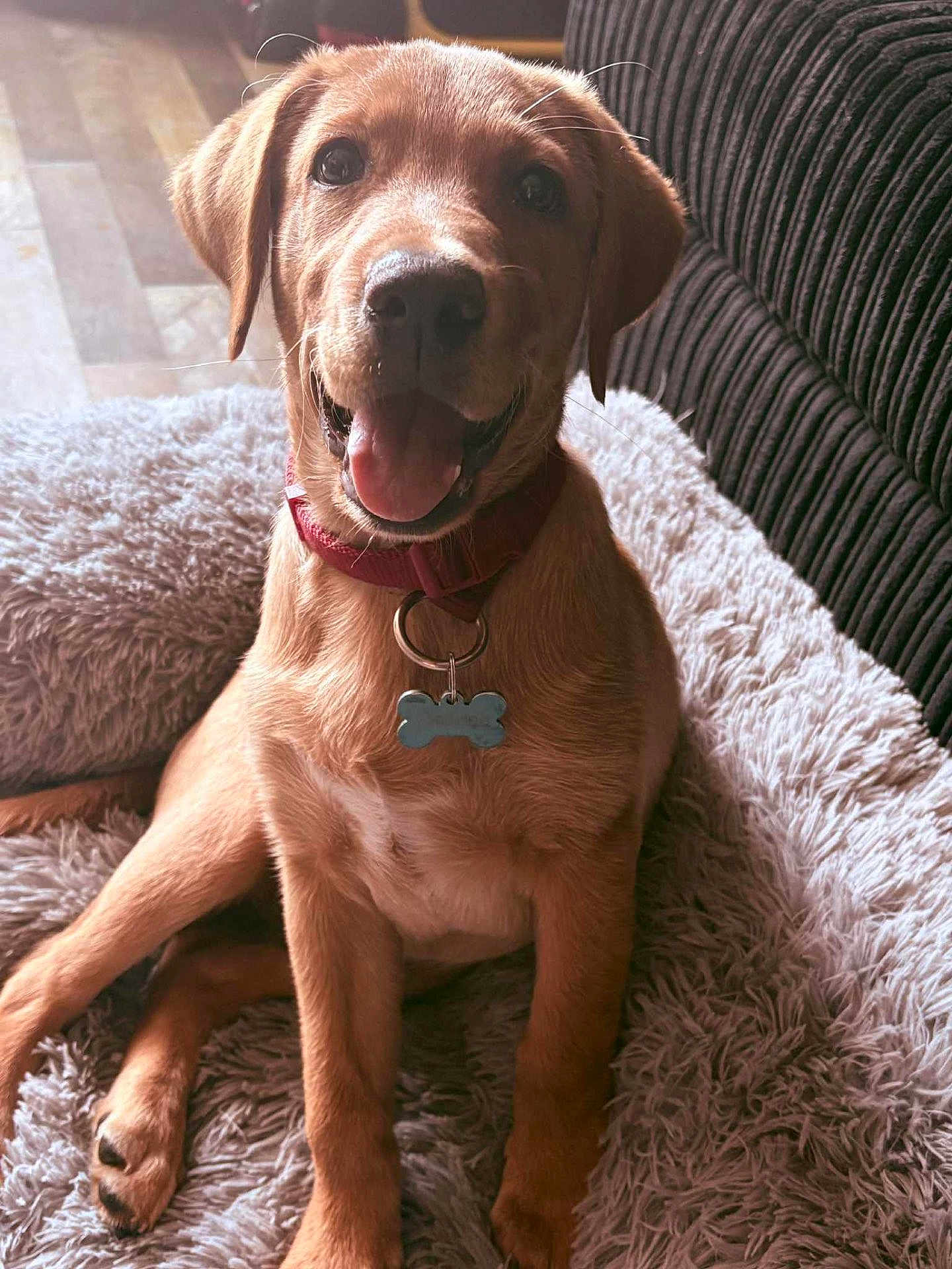 Rex joined the competition — help win amazing prizes! puppy, dog, pet, collar, tag, fluffy_bed, happy, smiling, tongue_out, indoor, brown_fur, canine, cute, young_dog, sitting, cozy, close_up, domestic_animal, friendly, fur
