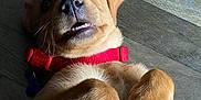 Rex joined the competition — help win amazing prizes! dog, puppy, golden, collar, red, floor, wooden_floor, pet, animal, cute, playful, paws, fur, lying_down, surprised, teeth, wide_eyes, domestic_animal, indoor, young