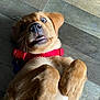 dog, puppy, golden, collar, red, floor, wooden_floor, pet, animal, cute, playful, paws, fur, lying_down, surprised, teeth, wide_eyes, domestic_animal, indoor, young
