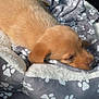 Rex joined the competition — help win amazing prizes! puppy, dog, sleeping, bed, blanket, paw_prints, cozy, cute, animal, pet, fur, resting, indoors, soft, comfort, young, brown, adorable, relaxed, domestic
