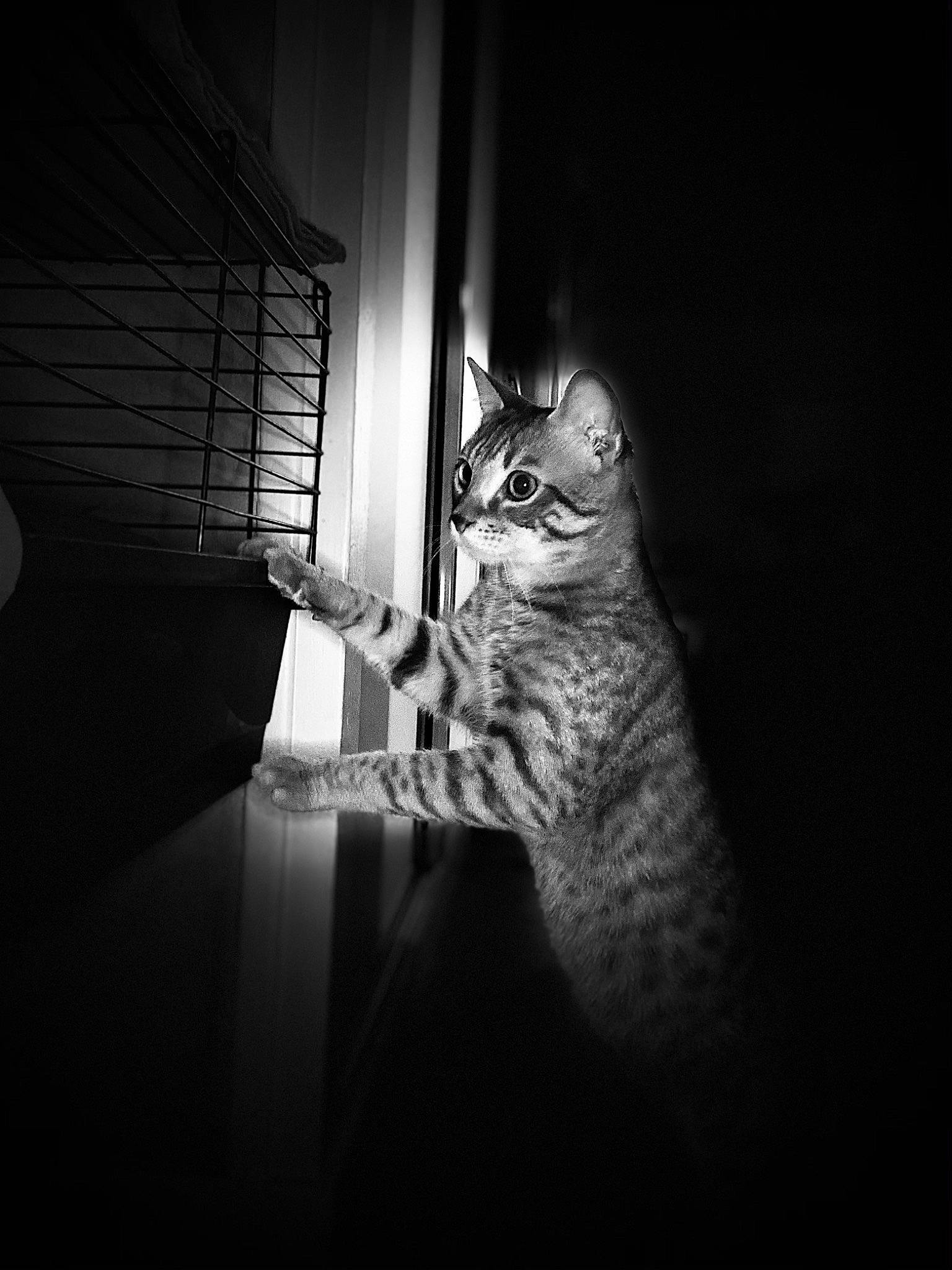 O Malley participe au concours pour gagner de l'argent avec cette photo : black_and_white, carnivore, cat, comfort, darkness, domestic_short_haired_cat, felidae, flash_photography, fur, gesture, grey, monochrome, monochrome_photography, shadow, small_to_medium_sized_cats, still_life_photography, tail, tints_and_shades, whiskers, window