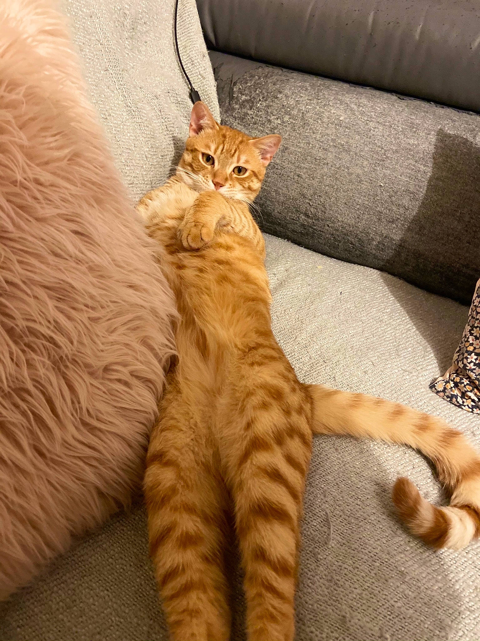 O Malley a rejoint le concours — aidez-le/la à gagner de superbes lots ! carnivore, cat, claw, comfort, couch, domestic_short_haired_cat, fawn, felidae, flooring, foot, fur, paw, sitting, small_to_medium_sized_cats, snout, tail, terrestrial_animal, vertebrate, whiskers, wood