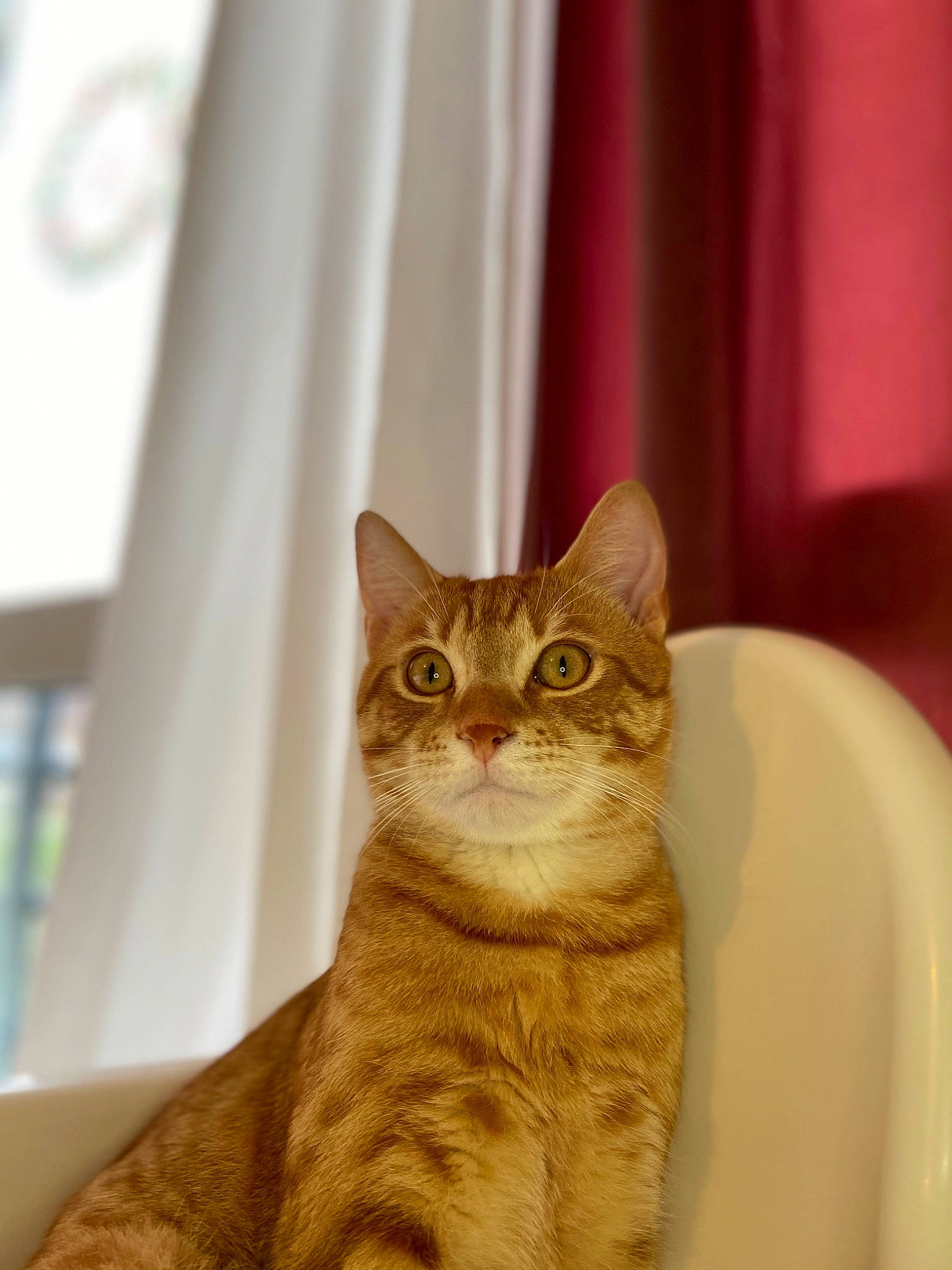 O Malley a rejoint le concours — aidez-le/la à gagner de superbes lots ! carnivore, cat, curtain, domestic_short_haired_cat, fawn, felidae, fur, room, serveware, small_to_medium_sized_cats, snout, tail, terrestrial_animal, whiskers, window, window_treatment, wood