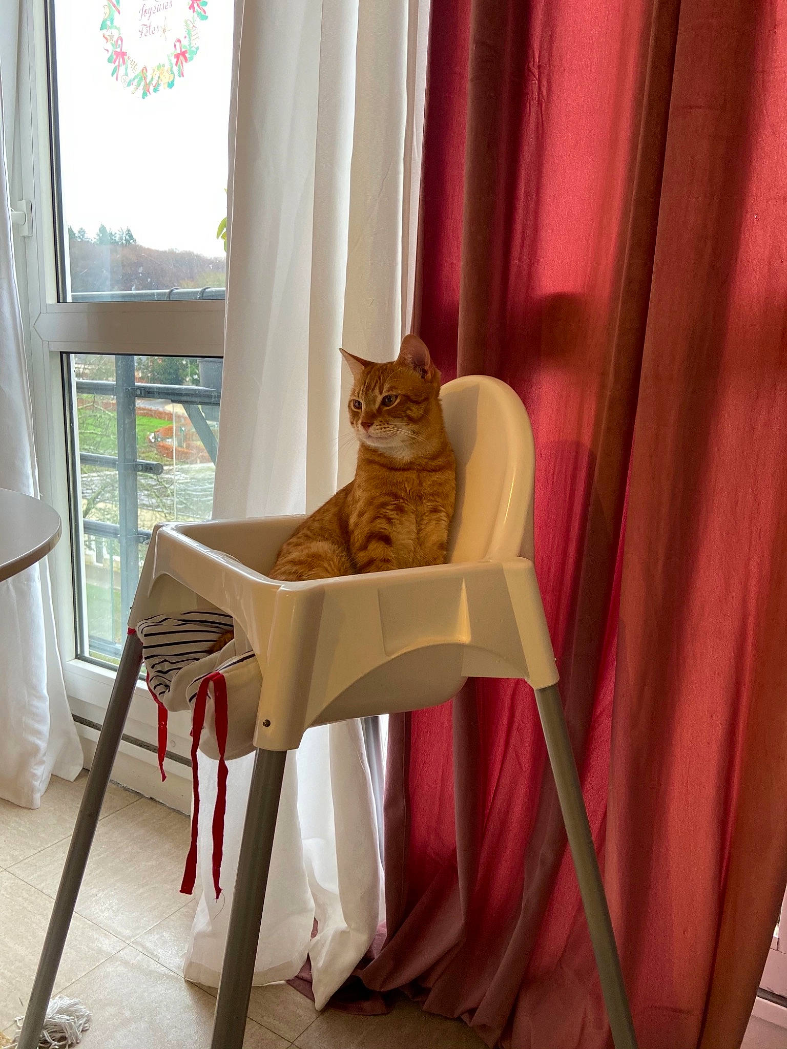 O Malley a rejoint le concours — aidez-le/la à gagner de superbes lots ! carnivore, cat, chair, comfort, curtain, fawn, felidae, floor, flooring, hardwood, interior_design, orange, plant, small_to_medium_sized_cats, tail, textile, whiskers, window, window_treatment, wood