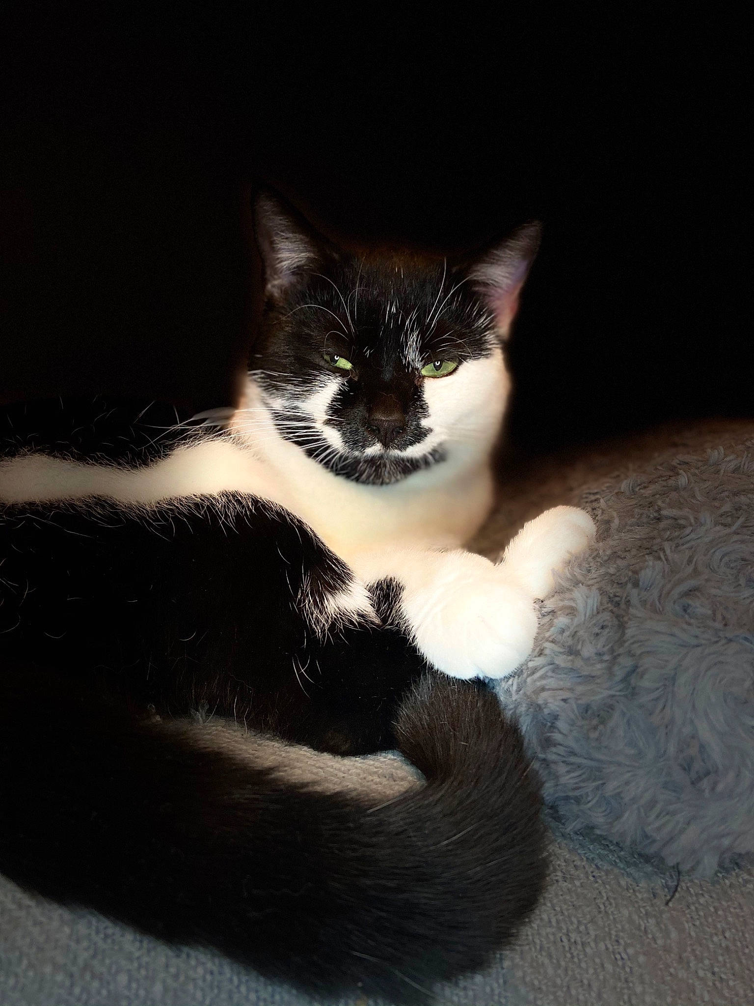 Neige a rejoint le concours — aidez-le/la à gagner de superbes lots ! carnivore, cat, claw, comfort, darkness, domestic_short_haired_cat, eye, felidae, flash_photography, foot, fur, human_body, leg, paw, sitting, small_to_medium_sized_cats, snout, tail, tree, whiskers